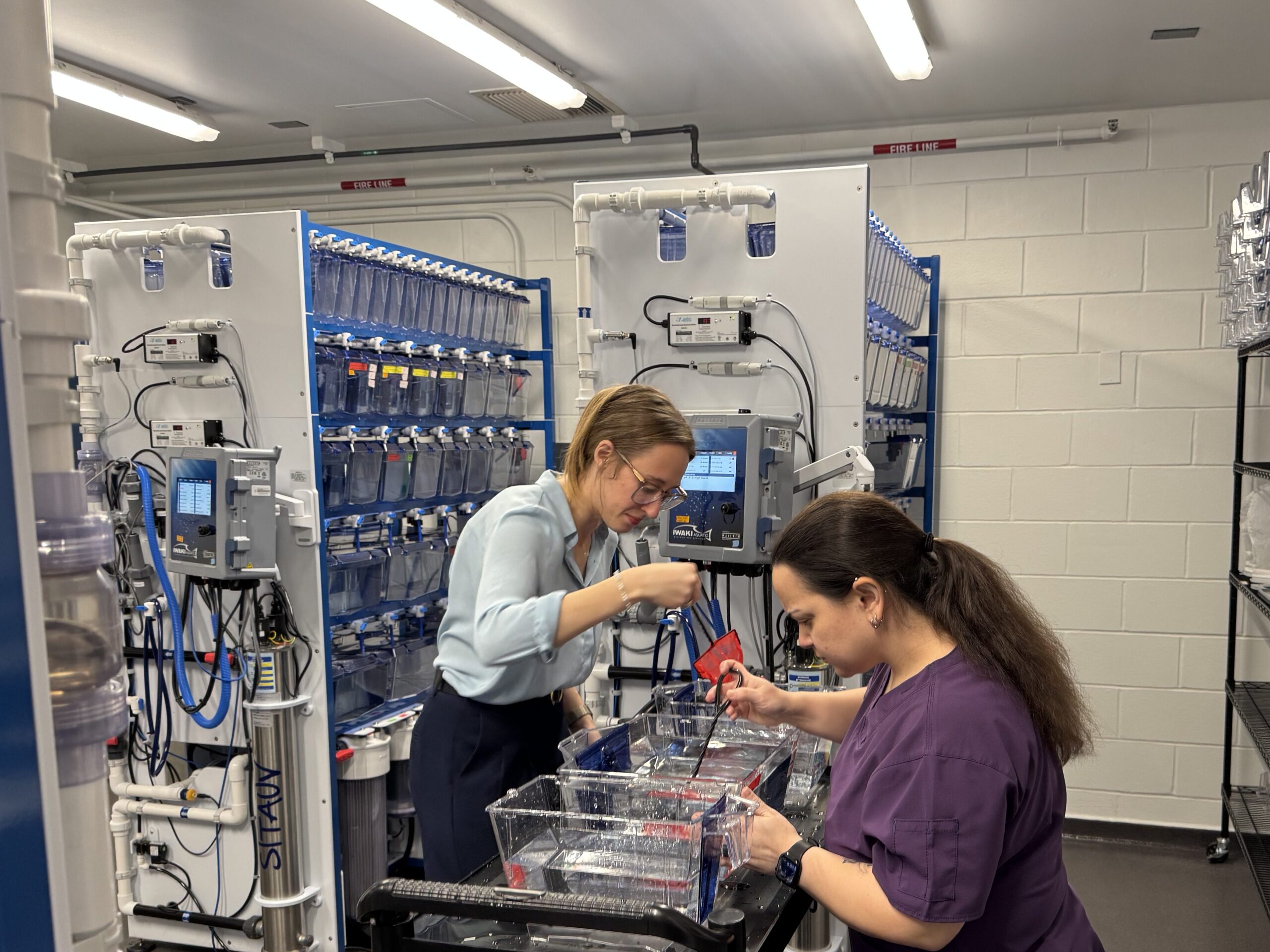 Emily and Islyn sorting fish in tanks on a black cart in our zebrafish facility.