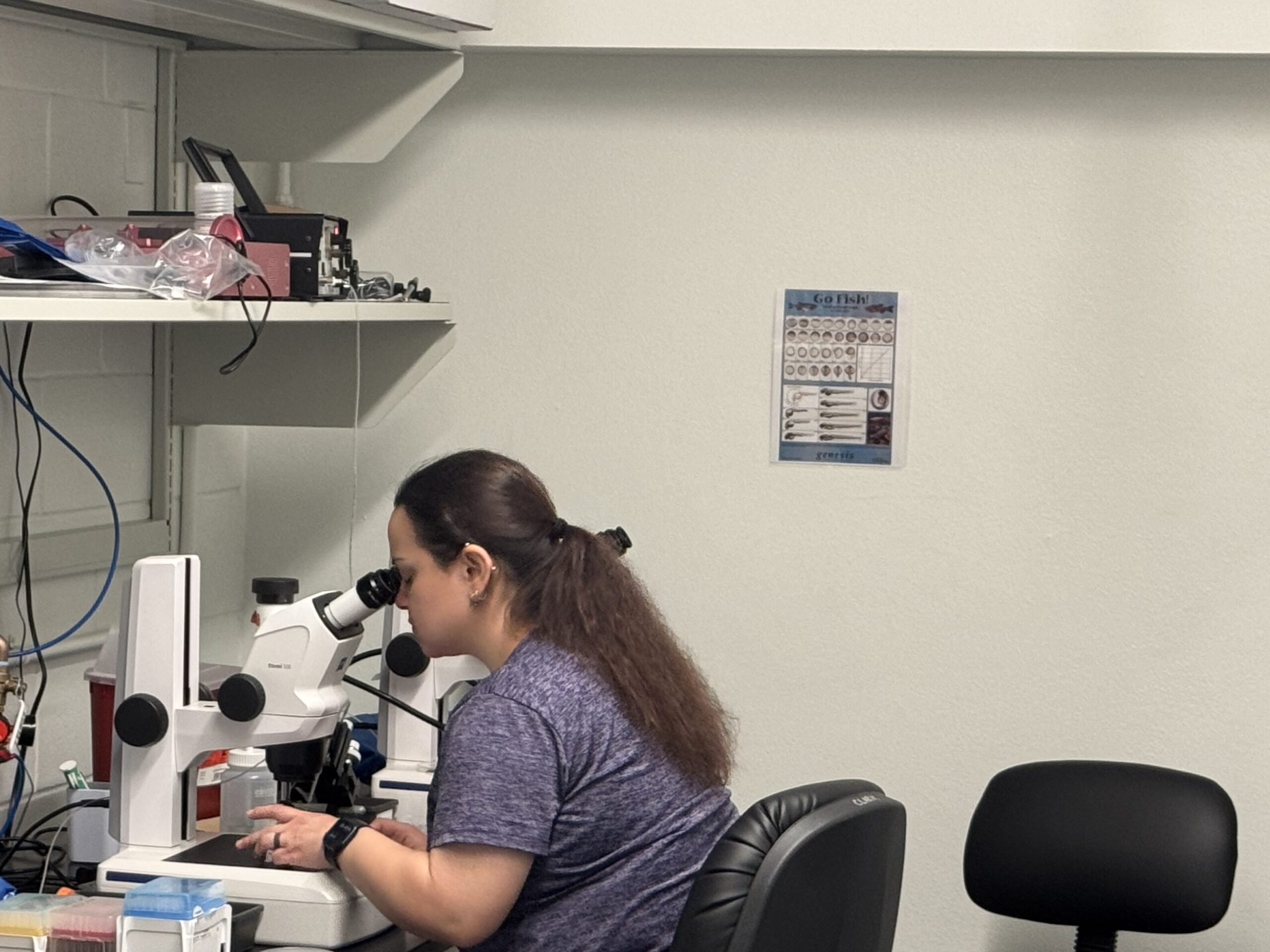 Islyn working at a microscope to microinject zebrafish eggs.