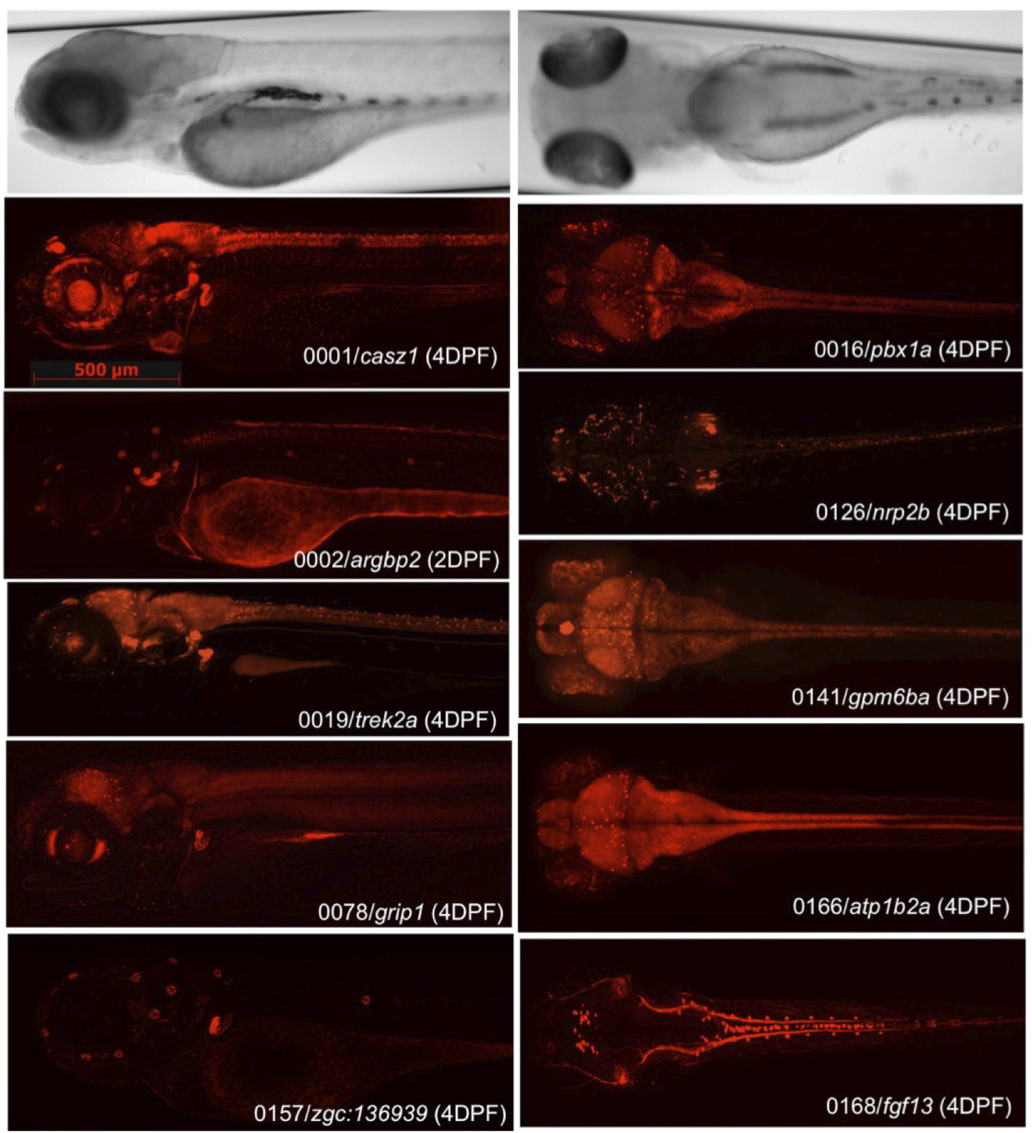 A panel of zebrafish larvae with different RFP expression patterns that are dependent on the tagged genes. This shows some of the diversity in RFP expression that can occur after random integration of a gene-break transposon.