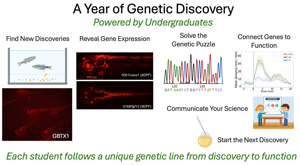 A pictographic that explains the opportunities undergraduates have using zebrafish to discover new tagged genes in zebrafish to learn about their expression and function.